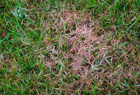 Red thread disease is seen in a patch of lawn.