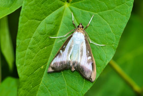 While invasive in nature, the box tree moth lives only on boxwood plants, and does not infest any other plant type. Canadian Food Inspection Agency/Special to SaltWire