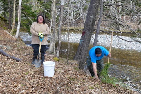 Eskasoni Fish and Wildlife Commission (EFWC) employees Jerry Lee Dennis, left, and Jordan Marshall plant the last hemlock sapling of the day along the banks of the Qamsipuk River in Eskasoni. EFWC is planting hemlock trees, elm trees and yellow birch along the riverbanks to restore the natural beauty and protect the ecosystem in the area. Many trees which naturally grow in the area have been lost due to construction projects and expansion. Marshall says around 500 saplings have been planted along the river which flows through the centre of Eskasoni this year, and the plan is to double that number. MITCHELL FERGUSON/CAPE BRETON POST