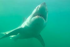 White sharks have been identified as an endangered species and Fisheries and Oceans Canada has proposed a recovery strategy in Atlantic Canada. Heather Bowlby, Fisheries and Oceans Canada • Special to The Guardian