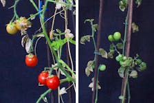 Combination picture shows cherry tomatoes grown in Mars regolith simulant under “intercropping” conditions (left) and “monocropping” conditions (right) at Wageningen University & Research in Wageningen, Netherlands, in these undated handout photographs. Rebeca Goncalves/Handout via REUTERS