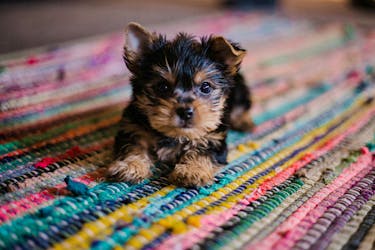 Pairing the puppy up with the needs and lifestyle of the family is important, says Wendy Cook of Everwood Labs in Annapolis Royal. - Hannah Grace/Unsplash