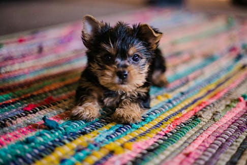 Pairing the puppy up with the needs and lifestyle of the family is important, says Wendy Cook of Everwood Labs in Annapolis Royal. - Hannah Grace/Unsplash