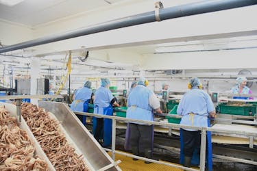 Workers process crab on the assembly line at the Ocean Choice International plant in Bonavista during the 2023 season. FFAW photo.
