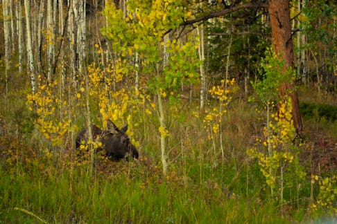 A young bull moose, similar to the one photographed, was euthanized in Corner Brook, May 9, 2024 after showing aggressive behaviour towards a group of children. — Conner Choi/Unsplash