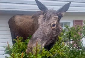 A young bull moose was euthanized in Corner Brook, May 9, 2024 after showing aggressive behaviour towards a group of children. - Rick Kean/Contributed