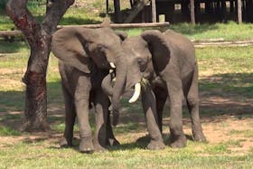 The male savannah elephant Doma and the male savannah elephant Mainos engage in greeting behavior at Jafuta Reserve in Zimbabwe, in this undated handout picture. Vesta Eleuteri/Handout via REUTERS