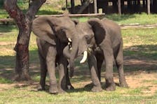 The male savannah elephant Doma and the male savannah elephant Mainos engage in greeting behavior at Jafuta Reserve in Zimbabwe, in this undated handout picture. Vesta Eleuteri/Handout via REUTERS