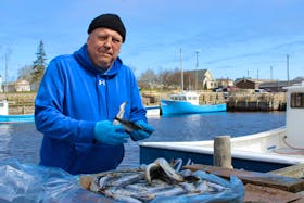 After the cod fishery shut down in 1992, John Thomson of Glace Bay took up welding in Ontario. But for the past 20 years, he's been a lobster fisherman. Monday, he was getting bait ready for Wednesday's opening of the lobster fishery in Zone 27. BARB SWEET/CAPE BRETON POST