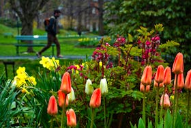 Spring flowers help brighten up a gloomy afternoon at the Halifax Public Gardens on Monday, May 6, 2024.
Ryan Taplin - The Chronicle Herald