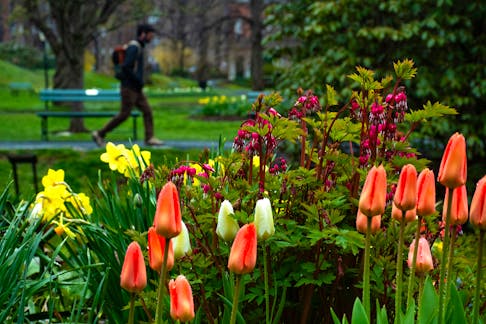 Spring flowers help brighten up a gloomy afternoon at the Halifax Public Gardens on Monday, May 6, 2024.
Ryan Taplin - The Chronicle Herald