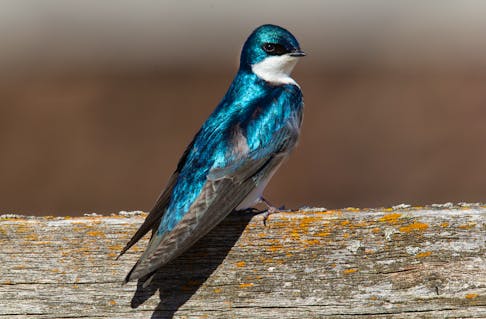 The right angle of sunlight reveals the glistening iridescent blue-green of the male tree swallow. - Bruce Mactavish