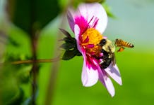 A bumble bee and a honey bee vie for a perch on a Bloomquist Sweet dahlia at the Halifax Public Gardens on Thursday, Sept. 21, 2023.
Ryan Taplin - The Chronicle Herald