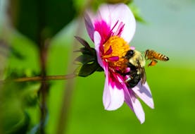 A bumble bee and a honey bee vie for a perch on a Bloomquist Sweet dahlia at the Halifax Public Gardens on Thursday, Sept. 21, 2023.
Ryan Taplin - The Chronicle Herald