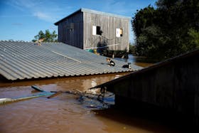 Stranded animals are seen on a roof in the flooded fishing hamlet of Paqueta in Canoas, Rio Grande do Sul state, Brazil, May 14, 2024.