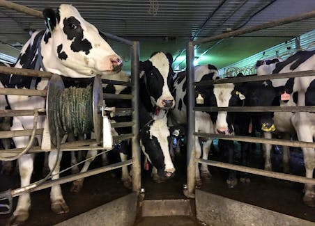 Cattle wait their turn to be milked on a farm near Rosser, Manitoba, Canada, October 5, 2018.