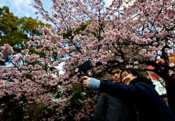 Visitors take selfie photos under an early-flowering Ookanzakura cherry blossoms in full bloom at Ueno Park in Tokyo, Japan March 8, 2024.