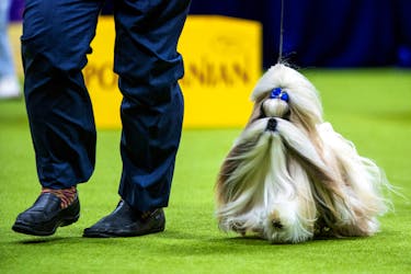 Comet, a Shih Tzu from Monclova, Ohio, competes in the Toy Group during the 148th Westminster Kennel Club Dog Show at the USTA Billie Jean King National Tennis Center in New York City, New York, U.S., May 13, 2024.