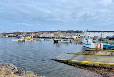 By linking local food supply to foods prepared and served at schools, we unlock other potential connections, says Emily Doyle. Fishing boats at Old Perlican harbour. — Glen Whiffen photo
