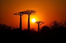 The sun rises behind baobab trees at baobab alley near the city of Morondava, Madagascar, August 30, 2019.
