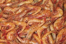 The outlook for Northern shrimp stocks in the estuary and Gulf of St-Lawrence will depend on their sensitivity to ongoing environmental changes, predation pressure, and fishing pressure. – Saltwire file