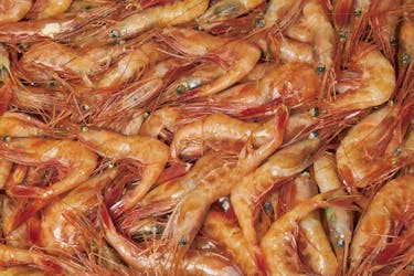 The outlook for Northern shrimp stocks in the estuary and Gulf of St-Lawrence will depend on their sensitivity to ongoing environmental changes, predation pressure, and fishing pressure. – Saltwire file