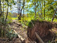Wooded areas in Charlottetown’s Victoria Park have been substantially thinned out by post-tropical storm Fiona. About 13 per cent of forested areas saw most trees blown down during the Fall 2022 storm. – Stu Neatby