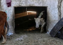 A cow comes out of a barn at a farm in the village of Yaman, Omsk Region, Russia February 11, 2022.