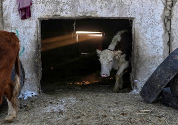 A cow comes out of a barn at a farm in the village of Yaman, Omsk Region, Russia February 11, 2022.