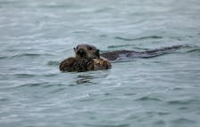 An adult sea otter pushes a sea otter pup on the surface of the Elkhorn Slough in Moss Landing, California, U.S. May 14, 2021. Picture taken May 14, 2021.