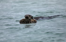 An adult sea otter pushes a sea otter pup on the surface of the Elkhorn Slough in Moss Landing, California, U.S. May 14, 2021. Picture taken May 14, 2021.