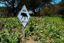 A sign depicts a maned wolf reads "Do not trespass here" on the Parana River delta area where a maned wolf was released by the Temaiken Foundation, in Vuelta de Obligado, on the outskirts of Buenos Aires, Argentina May 16, 2024.