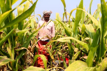 A farmer looks on as he harvests corn in a field in Krishna district in the southern state of Andhra Pradesh, India, April 1, 2024.