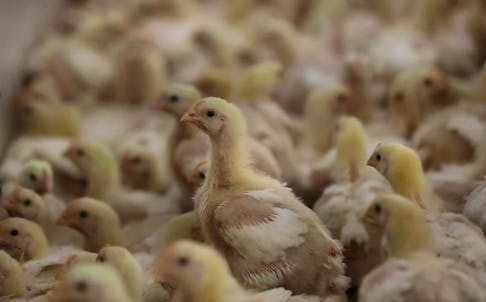 Chicks of broiler chicken are seen at Gruisfontein farm in Lichtenburg in the North West province, South Africa, January 19, 2023.