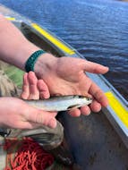 A salmon smolt caught above the Windsor Causeway in early May.