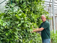 Matthew Roy, owner of Coastal Grove Farm in Port LaTour, talks about production on the farm standing next to citrus fruits he has growing in one of his geothermal greenhouses. Kathy Johnson