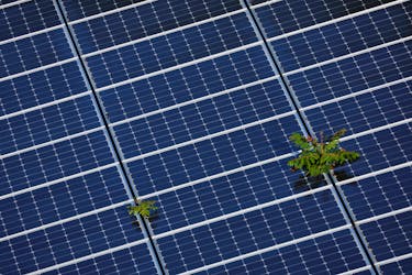 Plants grow through an array of solar panels in Fort Lauderdale, Florida, U.S., May 6, 2022.
