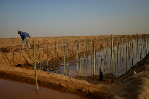 A worker shovels soil next to irrigation channels and recently planted shoots of Xinjiang poplar at the Yangguan state-backed forest farm, on the edge of the Gobi desert on the outskirts of Dunhuang, Gansu province, China, April 13, 2021.