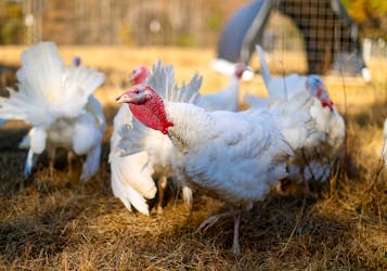 A group of Beltsville Small White turkeys spend time in the field at the farm of Julie Gauthier in Wake Forest, North Carolina, November 20, 2014.  Gauthier runs a North Carolina farm that seeks to preserve a variety of historic poultry breeds. The Beltsville Small White breed enjoyed brief popularity on American tables during the 1950's due to its smaller size that proved a good fit for apartment refrigerators, small ovens and small families. But then the bigger hotel and restaurant markets demanded larger birds and this breed was nearly extinct by the 1970's. Picture taken November 20, 2014.