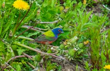 The exotic painted bunting looks at home in a Newfoundland dandelion patch. - Bruce Mactavish