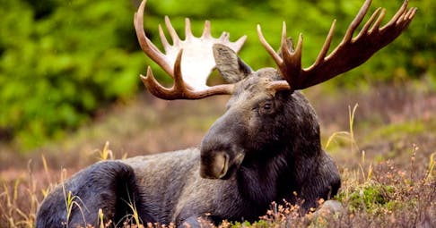 Applications for the annual Cape Breton moose hunt licence lottery are set to open May 9.