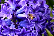 A bee goes from one flower to the next as it feasts on hyacinth nectar in Bowring Park Wednesday. Keith Gosse • The Telegram
