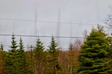 Perry Howlett caught funnels of mating flies over Goulds, N.L., in April. -Contributed