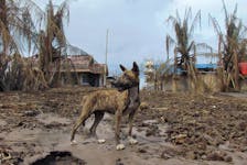 A dog stands at an area affected by the eruption of Mount Ruang volcano, in Laingpatehi village, Sitaro Islands Regency, North Sulawesi province, Indonesia, May 3, 2024.