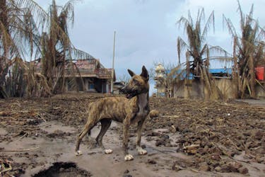 A dog stands at an area affected by the eruption of Mount Ruang volcano, in Laingpatehi village, Sitaro Islands Regency, North Sulawesi province, Indonesia, May 3, 2024.