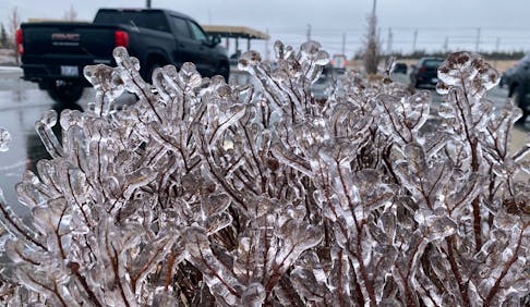 Spring ice
Freezing rain builds up on a bush in the Galway area of St. John's Thursday, April 18, 2024 as rain, freezing rain and snow blew across parts of the province. Keith Gosse/The Telegram
