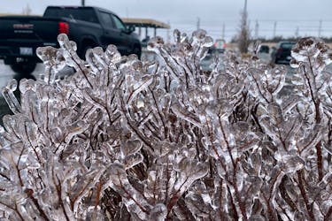 Spring ice
Freezing rain builds up on a bush in the Galway area of St. John's Thursday, April 18, 2024 as rain, freezing rain and snow blew across parts of the province. Keith Gosse/The Telegram