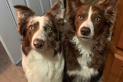 A court battle just played out over custody of these two border collies, Axle and Theo.