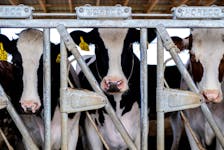 Dairy farmer Brent Pollard's cows stand in their pen at a cattle farm in Rockford, Illinois, U.S., April 9, 2024. 