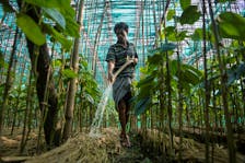 Biswajit Paul, 42, a farmer, sprinkles water on his betel leaf farm on Ghoramara Island in the Sundarbans, West Bengal, India, May 17, 2024. Home to more than 4.5 million people, the Sundarbans is the largest mangrove forest in the world and regarded as a climate change hotspot as the planet gets warmer. The region is shared by India and Bangladesh. REUTERS/Avijit Ghosh